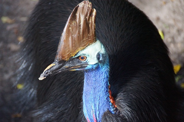 Top 10 Largest Living Birds In The World southern-cassowary