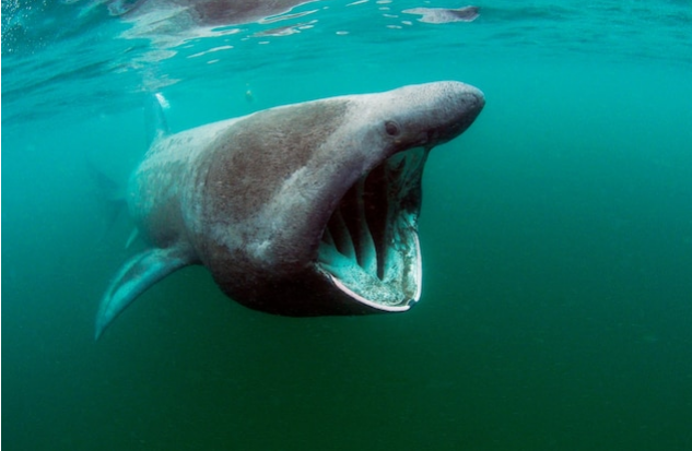 Top 10 Largest Living Creatures In The Basking Shark