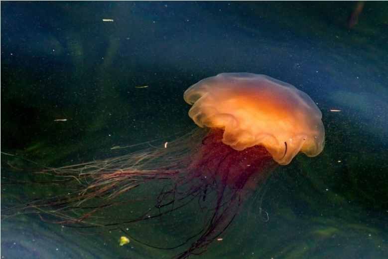 Top 10 Largest Living Creatures In The Lion Mane Jellyfish