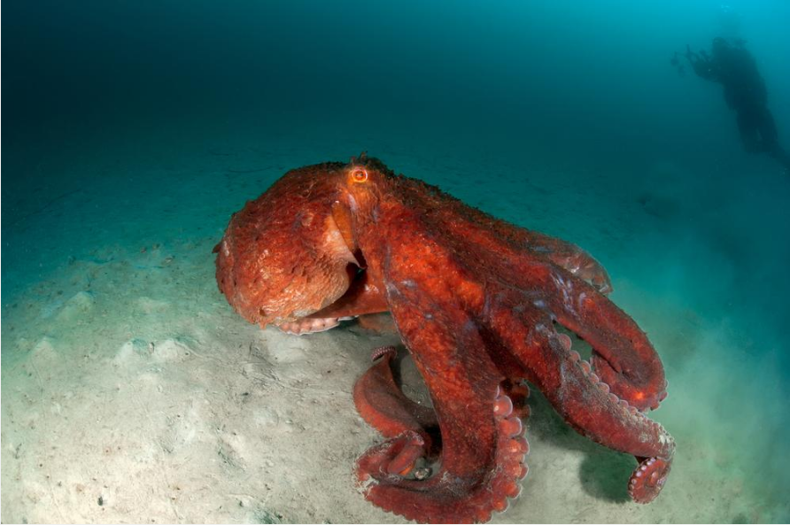Top 10 Largest Living Creatures In The Ocean Giant Octopus
