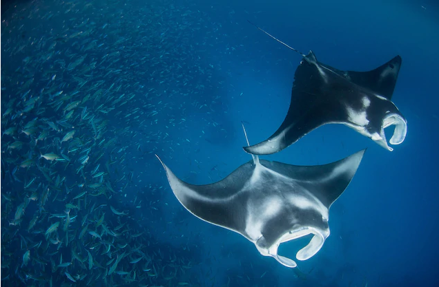 Top 10 Largest Living Creatures In The Ocean Giant ocean Manta Ray