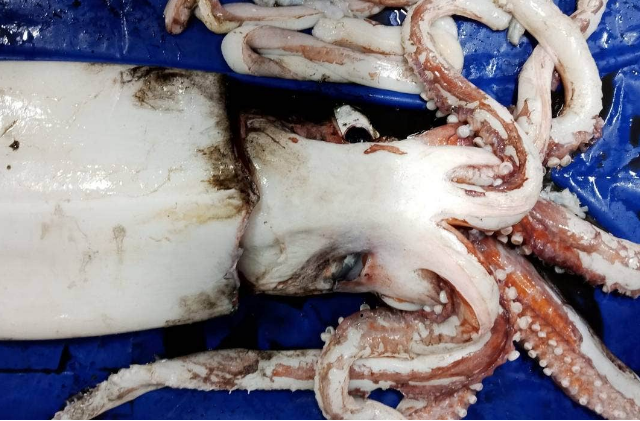 Top 10 Largest Living Creatures In The Oceangiant squid