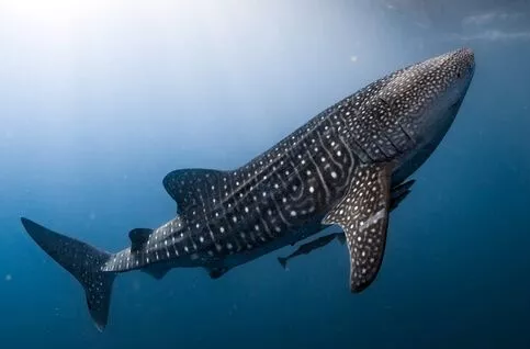 Top 10 Largest Living Creatures In The Whale Shark