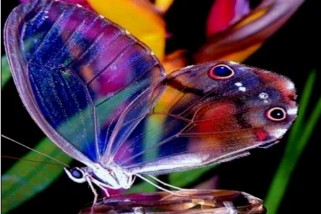 Top 10 Most Beautiful Butterflies In The World