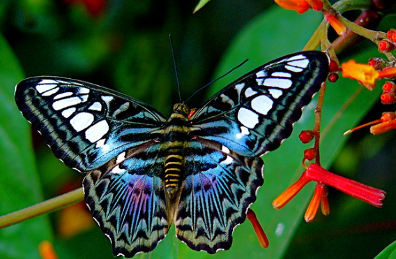 Top 10 Most Beautiful Butterflies In The World Blue Clipper Butterfly