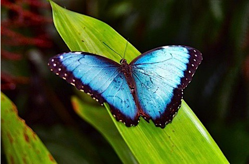 Top 10 Most Beautiful Butterflies In The World Blue Morpho Butterfly