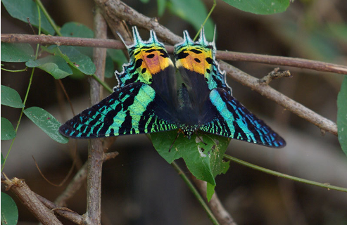 Top 10 Most Beautiful Butterflies In The World Madagascan Sunset Moth (Chrysiridia rhipheus)