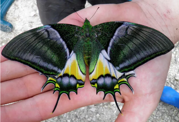 Top 10 Most Beautiful Butterflies In The World Teinopalpus aureus Butterflies