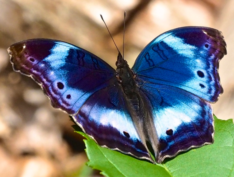 Top 10 Most Beautiful Butterflies In The World Western Blue Beauty - Protogoniomorpha cytora