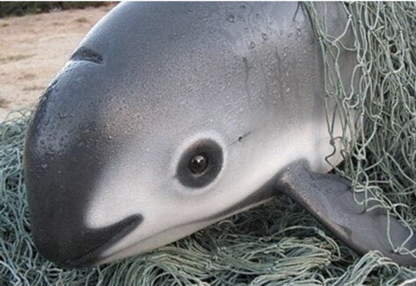 Top 10 Most Famous Endangered Animals In The World Vaquita