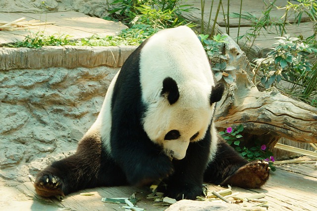 Top 10 Most Famous Endangered Animals In The World giant panda