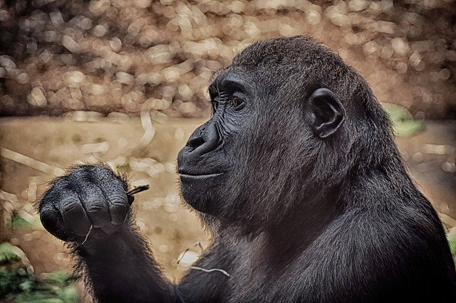 Top 10 Most Famous Endangered Animals In The World gorilla