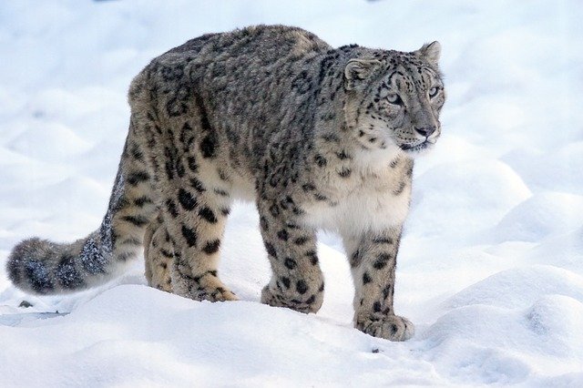 Top 10 Most Famous Endangered Animals In The World snow-leopard
