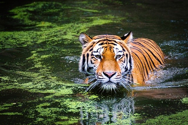 Top 10 Most Famous Endangered Animals In The World tiger