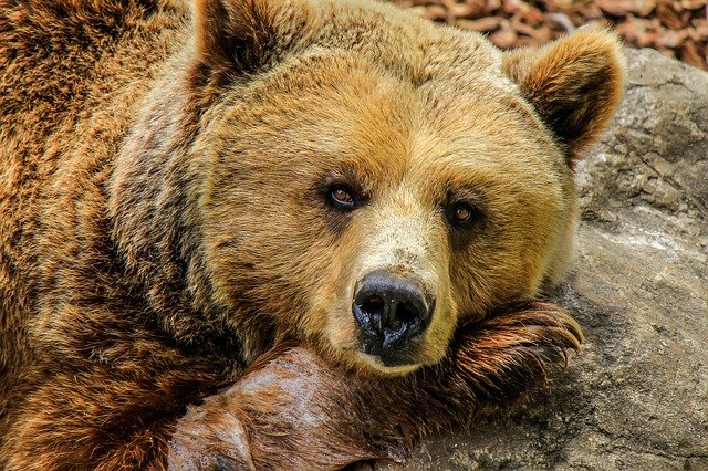 Top 10 Most Powerful Animal Bites on the Planet bear
