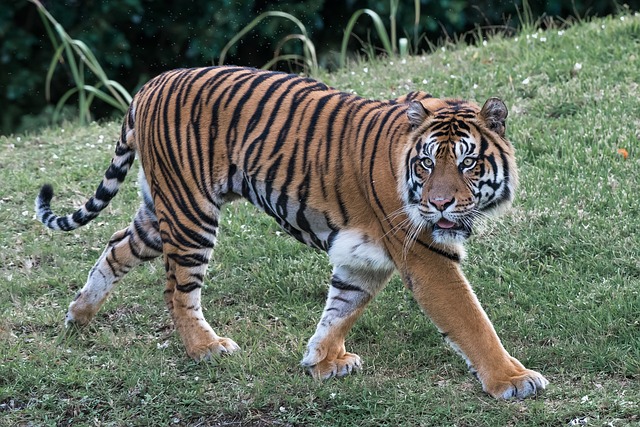 Top 10 Most Powerful Animal Bites on the Planet bengal tiger