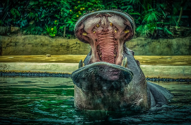 Top 10 Most Powerful Animal Bites on the Planet hippo