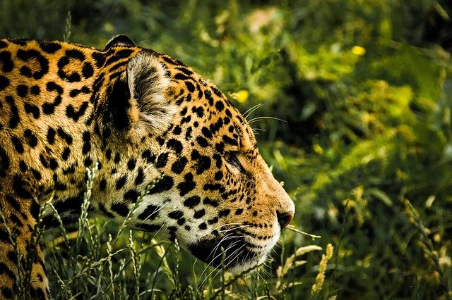 Top 10 Most Powerful Animal Bites on the Planet jaguar