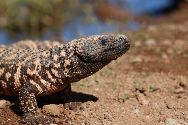 Top 10 Slowest Animals In The World gila monster