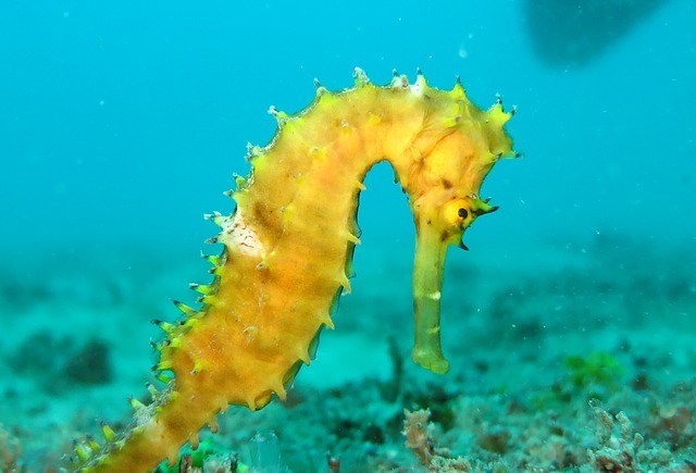 Top 10 Slowest Animals In The World seahorse