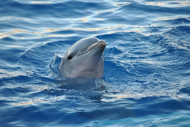 Top 10 Smartest Animals In The World dolphin