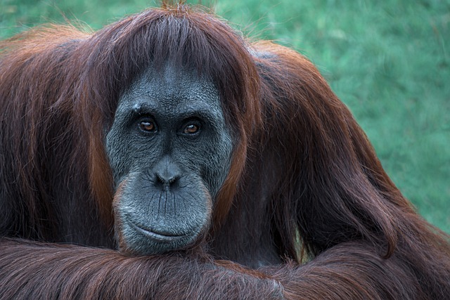 Top 10 Smartest Animals In The World orangutan