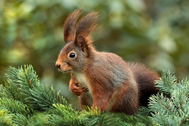 Top 10 Smartest Animals In The World squirrel