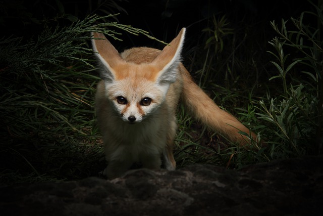 Top 10 Unusual Pest You Can Take Care Fennec Foxes