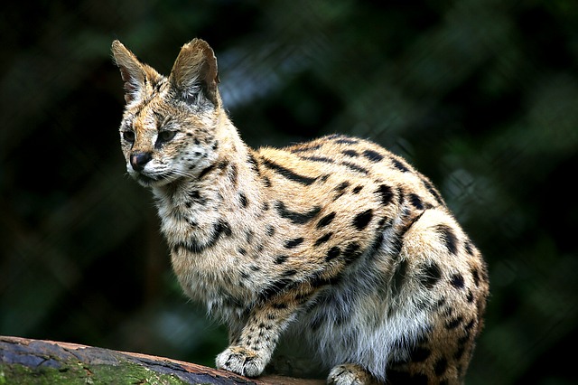 Top 10 Unusual Pest You Can Take Care Ocelots