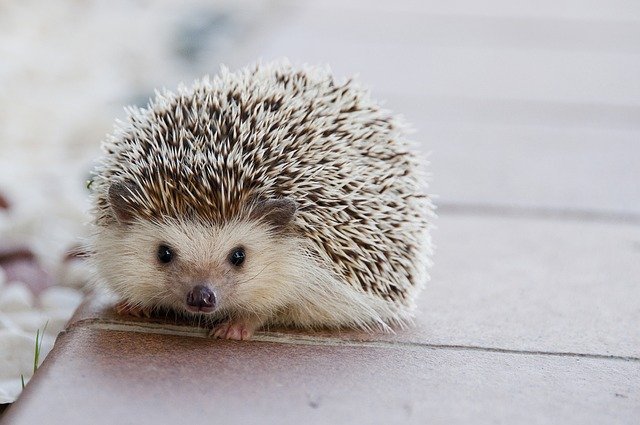 Top 10 Unusual Pest You Can Take Care hedgehogs